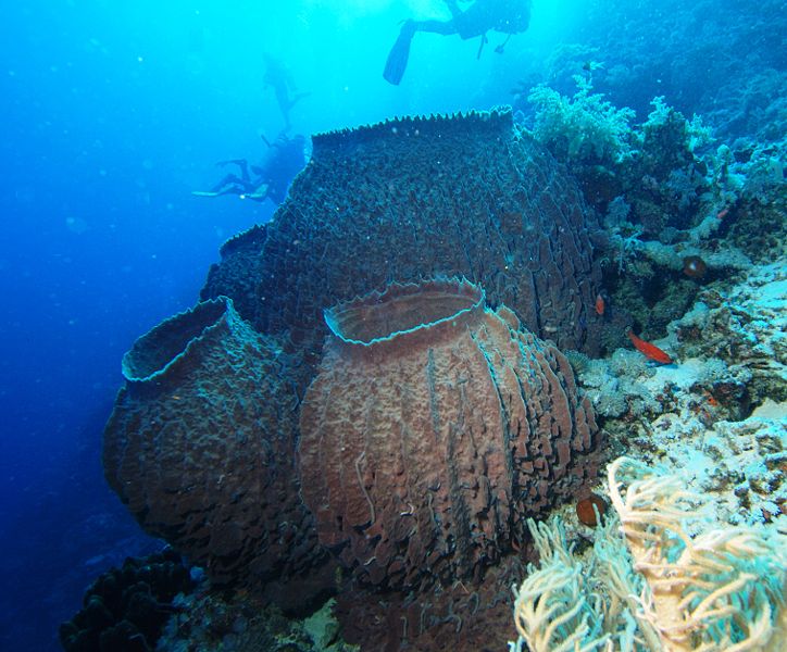 Barrel sponge (Xestospongia testudinaria)
