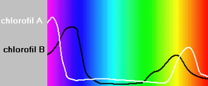 Chlorophyll absorption spectra