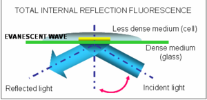 Total internal reflection fluorescence microscopy: Total internal reflection occurs when a light beam travelling through a dense medium, such as glass, hits an interface with a less dense medium, such as water (or the inside of a cell) at an angle greater than a certain critical angle. All the light is reflected but some of the light energy propagates a very short distance into the less dense medium, generating the so called evanescent wave. This is then used to excite fluorescent molecules. Because the intensity of the evanescent field decays exponentially with distance, it only penetrates a few nanometers into the sample, making it possible to observe single molecules. Images are collected in real-time at a video rate using special cameras (intensified CCD cameras). 