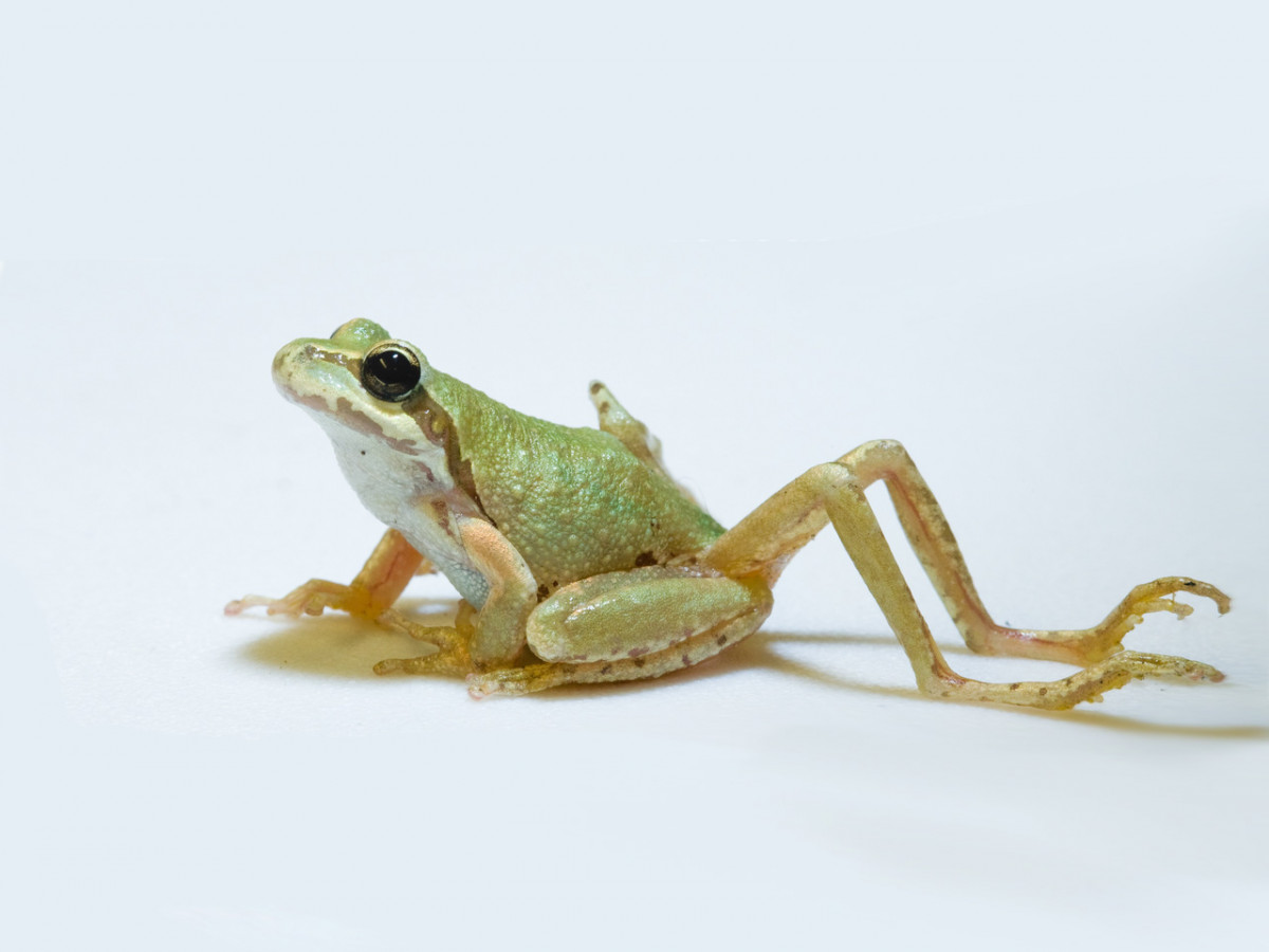 Young teens frog leg position