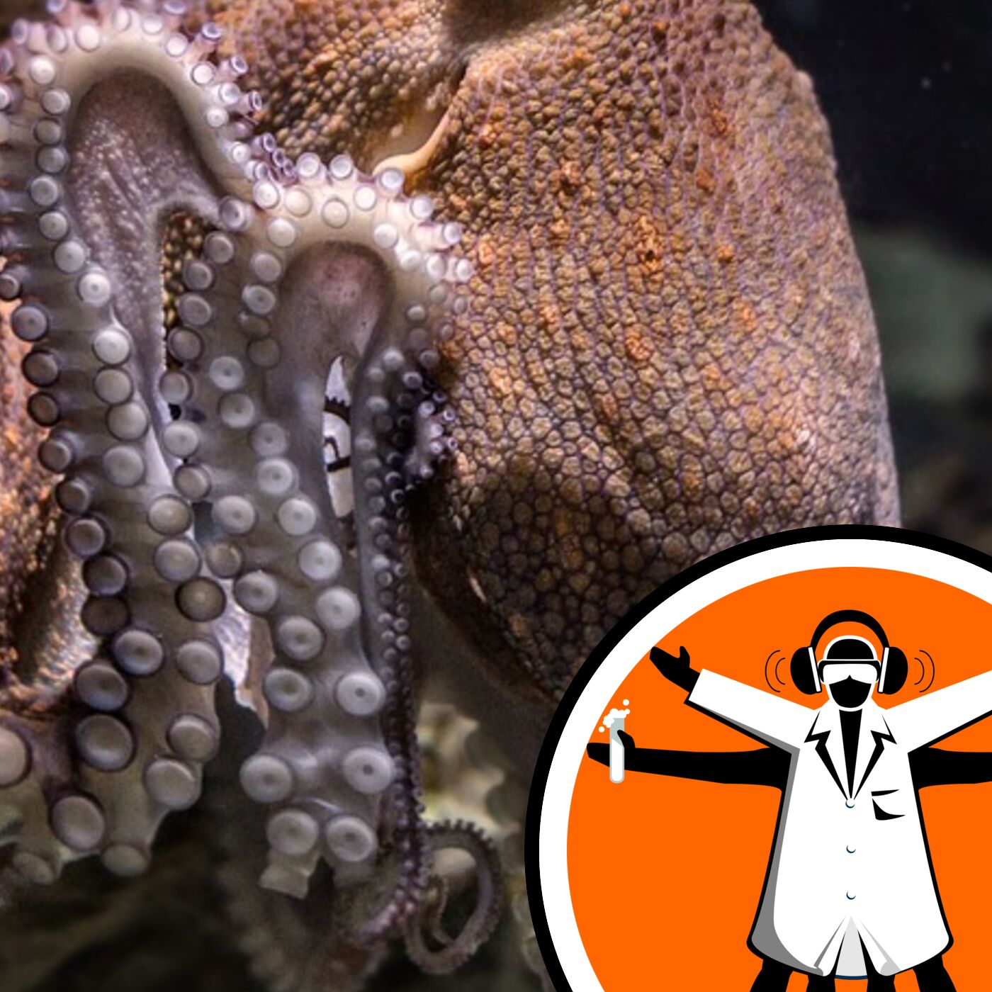 Octopuses taste with their tentacles