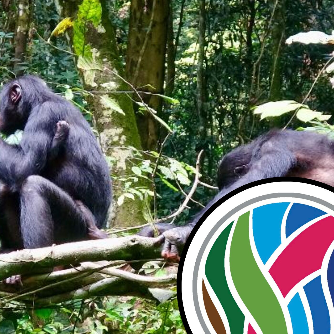 Prostate cancer prediction and bonobo culture