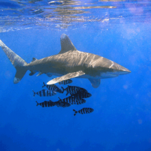 An image of the Oceanic Whitetip Shark (Carcharhinus longimanus) and Naucrates ductor.